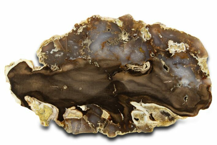 Colorful Hubbard Basin Petrified Wood Slab - Nevada #337731